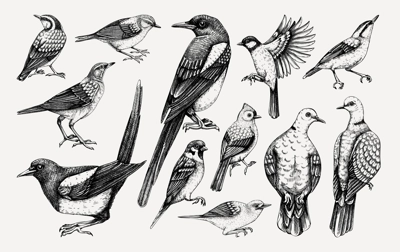 Vector collection of hand-drawn birds illustrations in engraved style. Popular backyard birds - magpie, dove, sparrow, great tit isolated on vinatge background. Detailed wildlife drawings set.